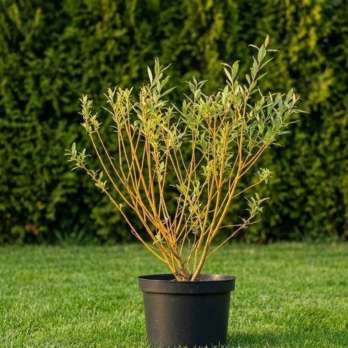 Ива белая Вителлина купить