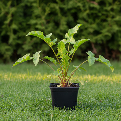 Щавель Бельвильский купить