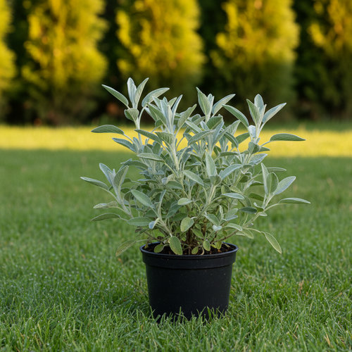 Шалфей овощной Нектар купить