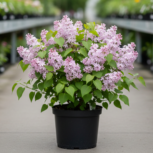 Сирень Мечта купить