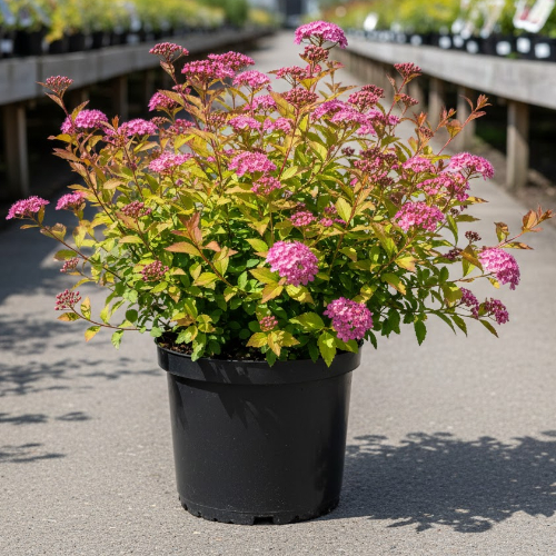 Спирея японская Оденсала купить