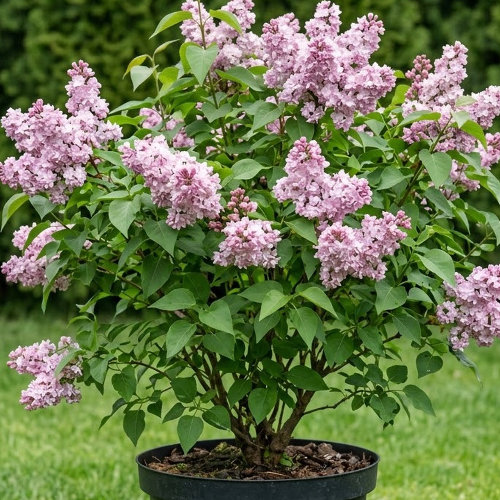 Сирень обыкновенная Бель де Нанси купить