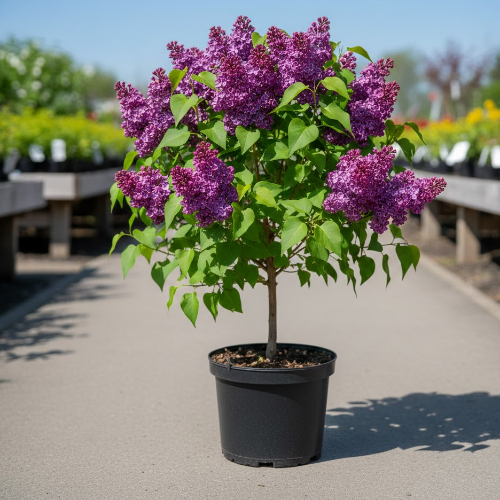 Сирень обыкновенная Огни Донбасса купить