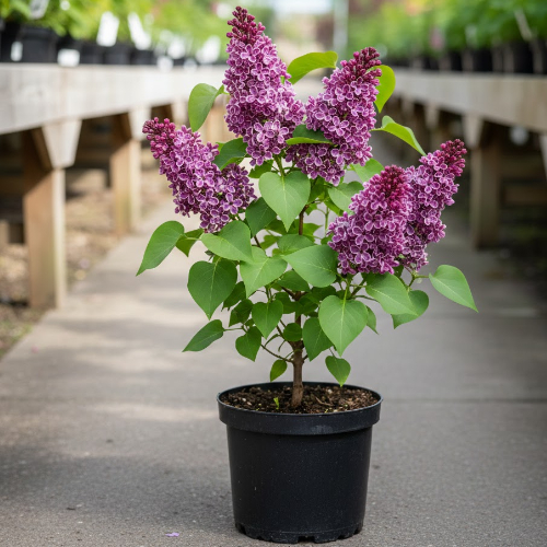 Сирень обыкновенная Сенсейшн купить