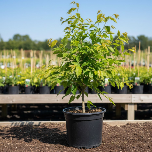 Вяз мелколистный купить