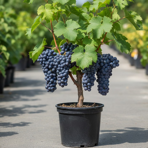 Виноград Киш-миш Аттика купить