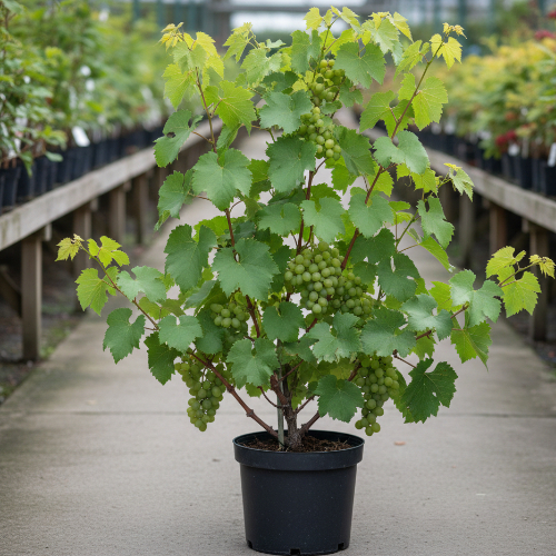 Виноград Киш-миш Венгерский купить