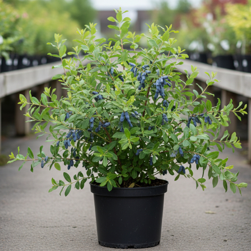 Жимолость Барышня купить